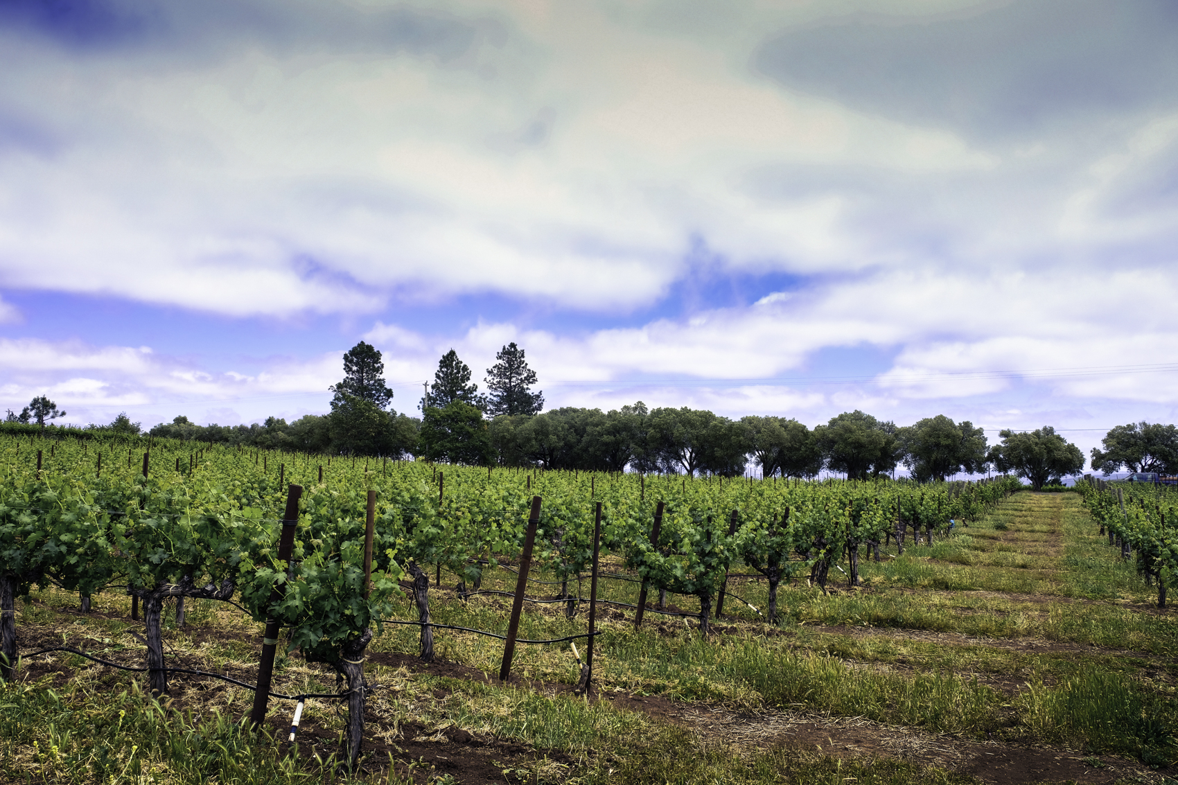 Vineyard view
