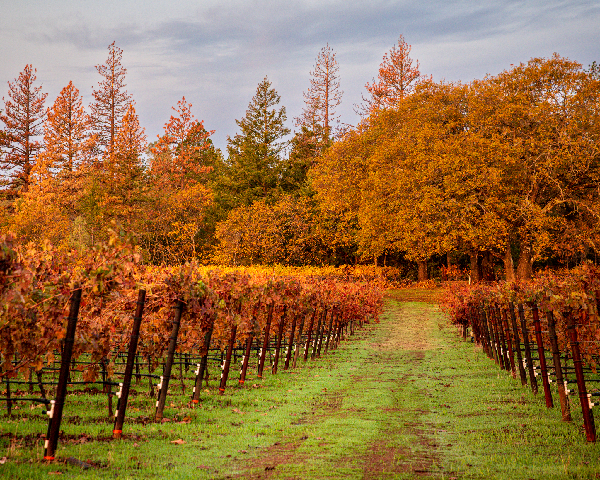 Fall scene