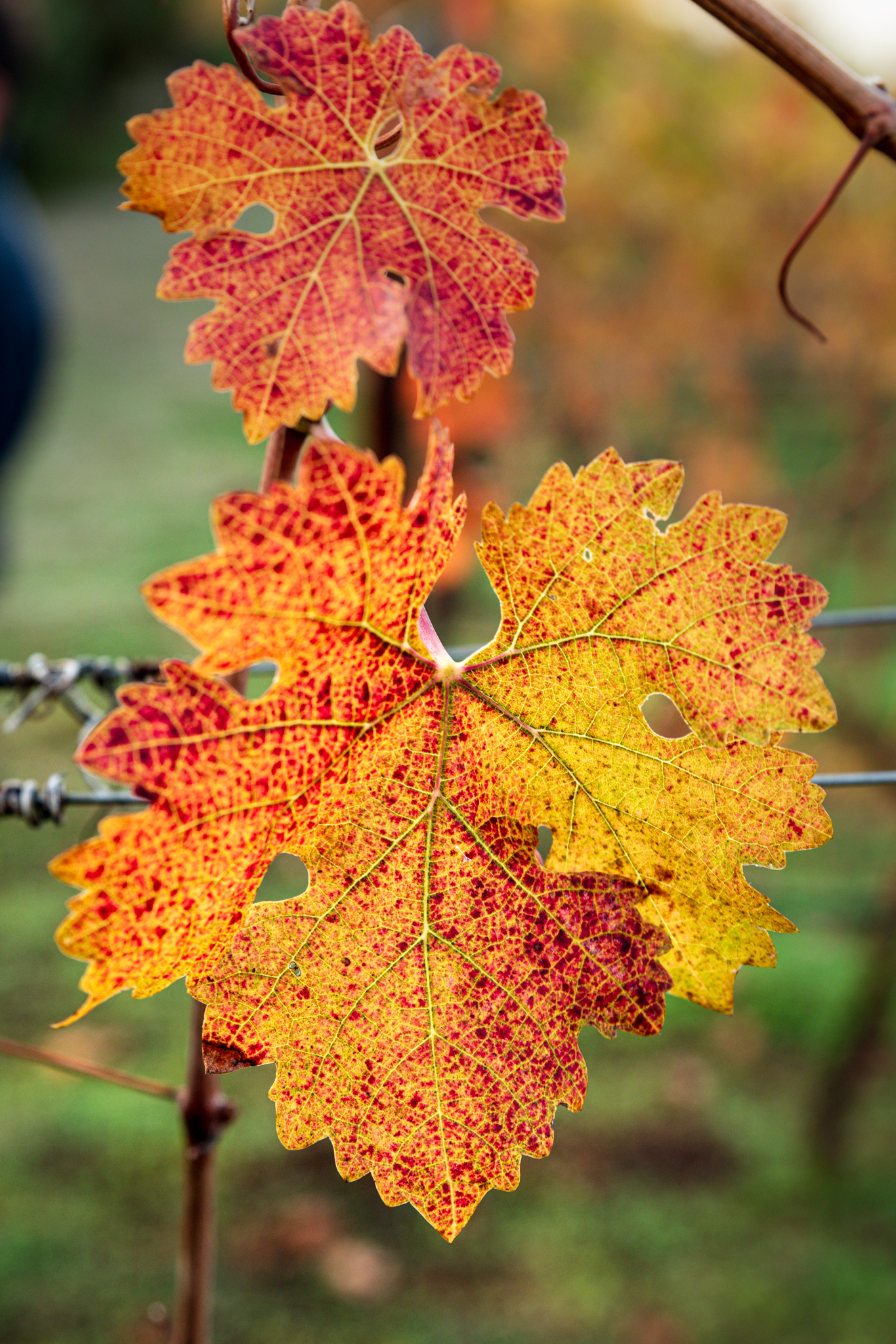 Fall leaf