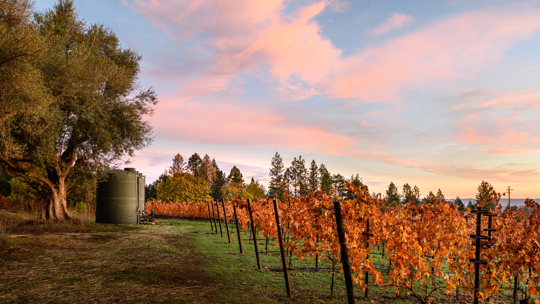 Fall in the vineyard