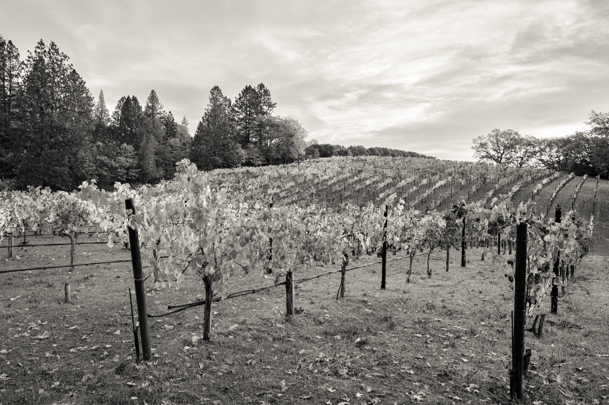 Vineyard scene 2