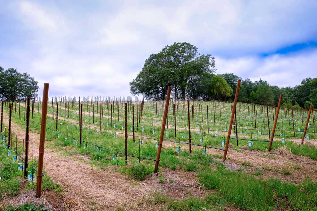 Vineyard coyote