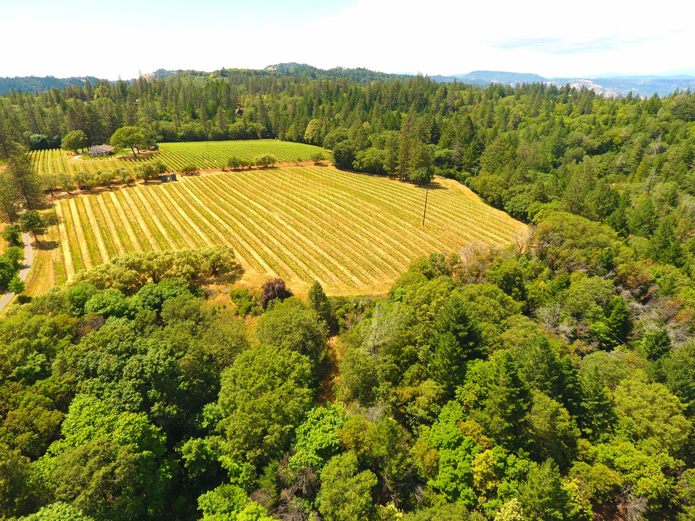 Drone view of vineyard